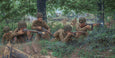 101st Airborne at Carentan art print